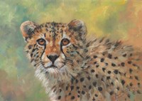 Cheetah Portrait Fine Art Print