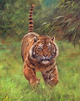 Sumatran Tiger Running Fine Art Print