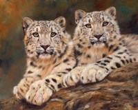 Snow Leopards Fine Art Print