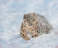 Snow Leopard Final Fine Art Print