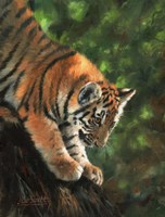 Tiger Cub Climbing Down Tree Fine Art Print