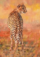 Cheetah Midday Sun Fine Art Print