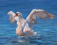 Swan Fine Art Print