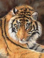 Tiger 10 Fine Art Print