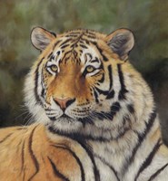Tiger Portrait 6 Fine Art Print