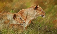 Lion Brothers 2 Fine Art Print