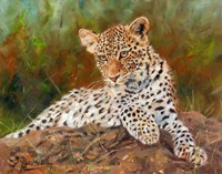Lazy Leopard Fine Art Print