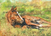 Foal Laying Down Fine Art Print