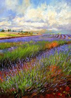 Lavender Field Fine Art Print