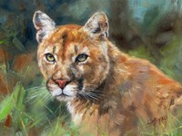 California Cougar Framed Print