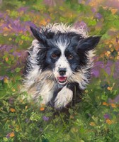 Border Collie Fine Art Print