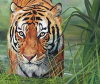 Tiger Grass Fine Art Print