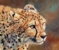 Cheetah Stare Fine Art Print