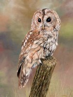 Tawny Owl Fine Art Print