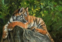 Tiger On Rock Fine Art Print