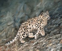 Snow Leopard Climbing Up Fine Art Print