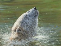 Polar Bear Splash Fine Art Print