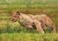 Young Lion Running Fine Art Print