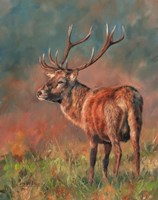Red Deer Stag 1620 Fine Art Print