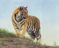 Young Tiger 10 Fine Art Print