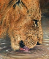 Lion Head Drinking Fine Art Print