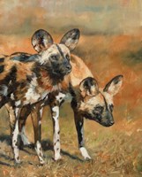 African Wild Dogs Fine Art Print