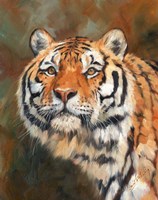 April Tiger Fine Art Print