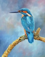 Kingfisher Brilliant Blue Fine Art Print