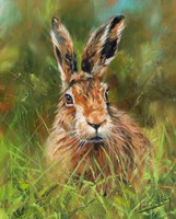 Hare 2 Fine Art Print