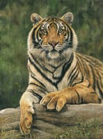 Bengal Tiger 2 Fine Art Print