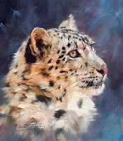 Snow Leopard Portrait 2 Fine Art Print