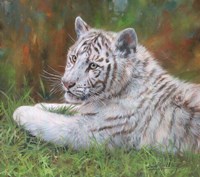 White Tiger Cub Fine Art Print