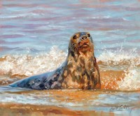 Seal Fine Art Print