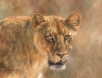 Hungry Lioness Fine Art Print