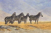 Zebras Ngorongoro Crater Fine Art Print