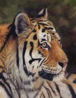 Tiger Portrait 7 Fine Art Print