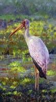 Yellow Billed Stork Fine Art Print