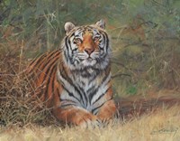 Tiger In Bush Fine Art Print