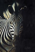 Zebra Fade To Black Fine Art Print