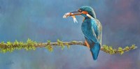 Kingfisher 3 Fine Art Print