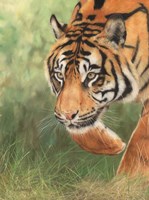 Tiger 8 Fine Art Print