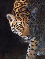 Jaguar Portrait 2 Framed Print