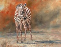 Zebra Foal Standing Fine Art Print