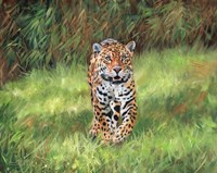 Jaguar Front Fine Art Print
