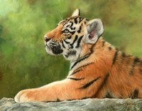 Tiger Cub Looking Up Fine Art Print