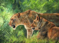 Lionesses Fine Art Print