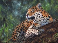 Jaguar In Tree Framed Print