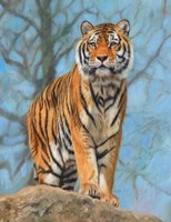 Tiger Dart Fine Art Print