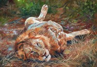 Lion On Back Fine Art Print