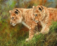 Lion Siblings Fine Art Print